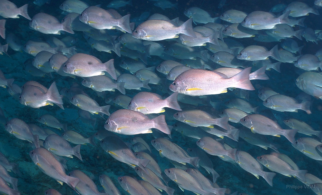 Thailand 2015 - Ko Tao - Vivaneau Hublot - Lutjanus russellii _IMG_3526_rc.jpg